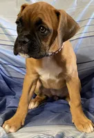 Brown-ACA 87.5% European, a female Boxer for sale in Methuen, MA – 3 of 7
