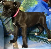 Pink-50% Euro, a female Boxer for sale in Methuen, MA – 2 of 9
