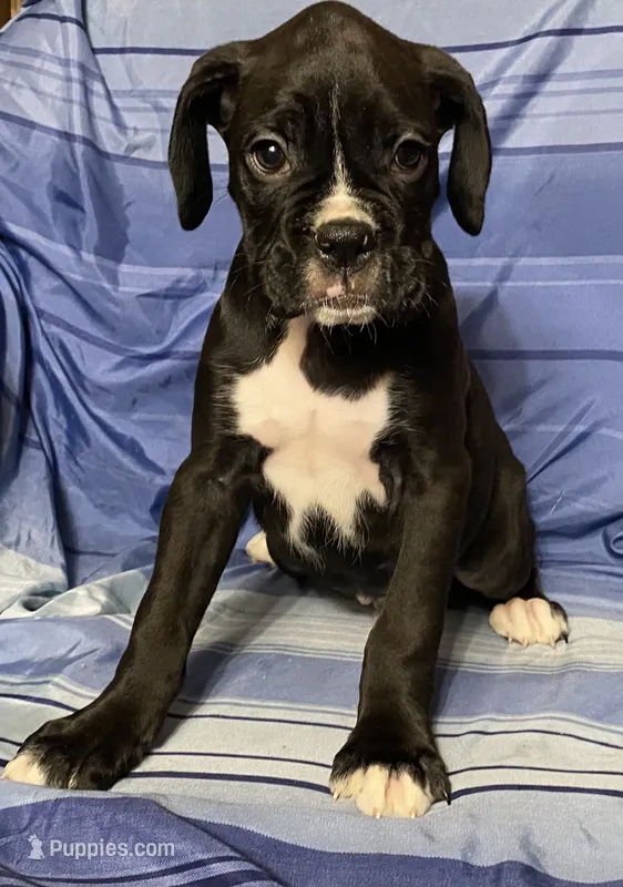 Green-AKC 50% Euro – Boxer puppy for sale in Methuen, MA