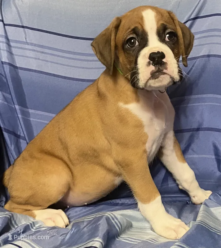 Green Stripe-AKC 50% Euro – Boxer puppy for sale in Methuen, MA
