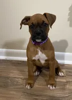 Purple-Pending Jill, a female Boxer for sale in Methuen, MA – 2 of 10