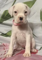 Pink-50% Euro, a female Boxer for sale in Methuen, MA – 3 of 8