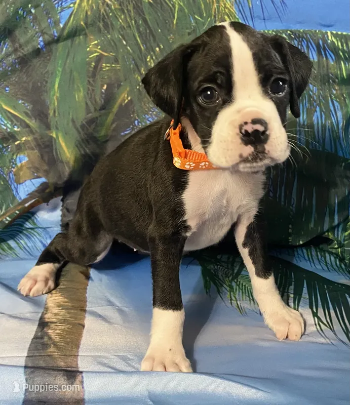 Orange-AKC 50% Euro – Boxer puppy for sale in Methuen, MA