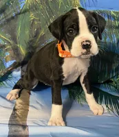 Orange-AKC 50% Euro, a female Boxer for sale in Methuen, MA – 1 of 7