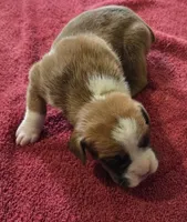 Black Stripe-AKC 50% Euro, a male Boxer for sale in Methuen, MA – 6 of 8