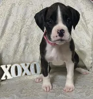 processed/ef902fe8-d557-4009-ac9f-3cebc5fa07c6/listing/28c6181c-c80d-4a97-b0f4-74ab4d2d16c5/093cc9d5-41d8-48e7-8a6b-6a73c76cf9aa