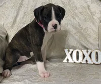 processed/ef902fe8-d557-4009-ac9f-3cebc5fa07c6/listing/28c6181c-c80d-4a97-b0f4-74ab4d2d16c5/18a25580-09ad-4c08-b9cc-dfddfff9624d