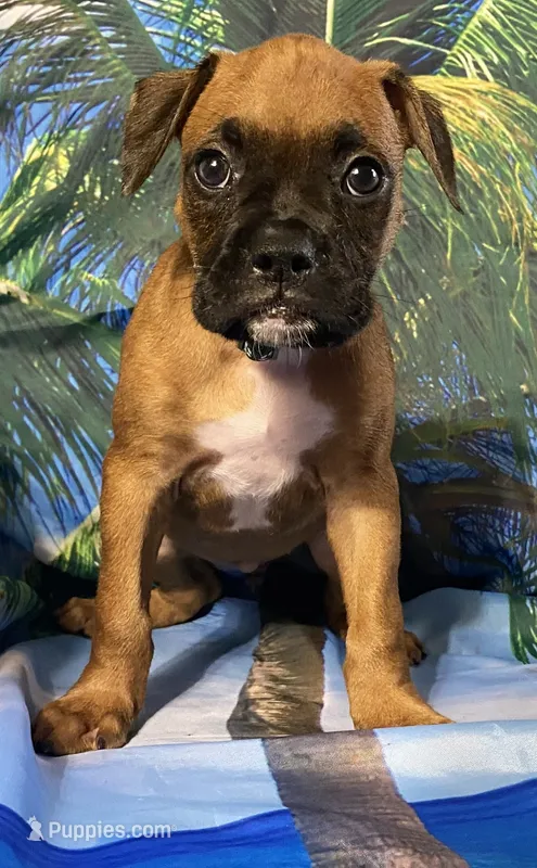Green-AKC 50% Euro – Boxer puppy for sale in Methuen, MA