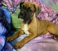 Light Pink-ACA 37.5% Euro, a female Boxer for sale in Methuen, MA – 2 of 10