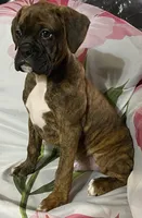 Green-Pending Michelle , a male Boxer for sale in Methuen, MA – 1 of 10