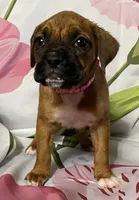 Magenta-ACA 50% Euro, a female Boxer for sale in Methuen, MA – Photo 4 of 5