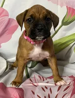 Magenta-ACA 50% Euro, a female Boxer for sale in Methuen, MA – Photo 1 of 5