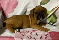 Magenta-Pending Liza&Nic, a female Boxer for sale in Methuen, MA – Photo 8 of 10