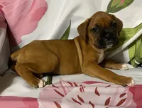 Magenta-Pending Liza&Nic, a female Boxer for sale in Methuen, MA – Photo 9 of 10