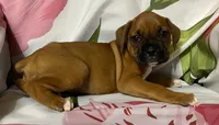 Magenta-Pending Liza&Nic, a female Boxer for sale in Methuen, MA – Photo 10 of 10