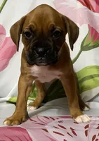 Magenta-Pending Liza&Nic, a female Boxer for sale in Methuen, MA – Photo 6 of 10