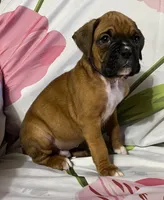 Blue-ACA 50% Euro, a male Boxer for sale in Methuen, MA – Photo 3 of 6