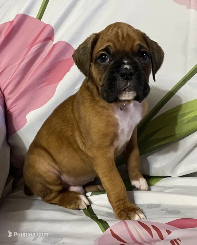 Blue-ACA 50% Euro – Boxer puppy on hold in Methuen, MA