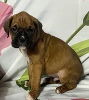 Blue-ACA 50% Euro, a male Boxer for sale in Methuen, MA – Photo 6 of 6