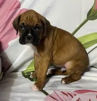 Blue-ACA 50% Euro, a male Boxer for sale in Methuen, MA – Photo 5 of 6