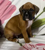 Blue-ACA 50% Euro, a male Boxer for sale in Methuen, MA – Photo 4 of 6