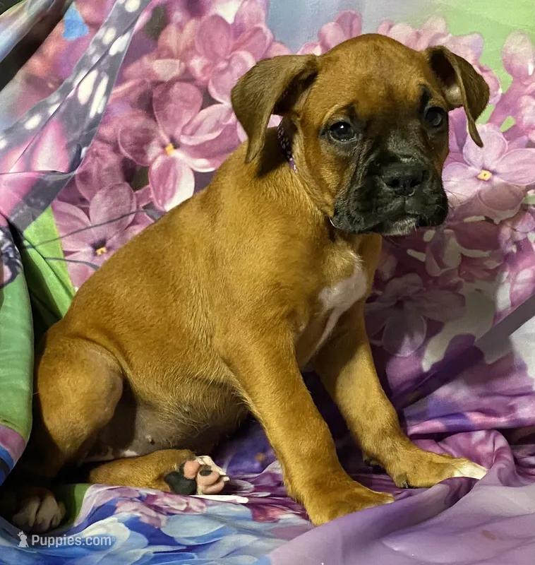 Purple-AKC 50% Euro  – Boxer puppy for sale in Methuen, MA