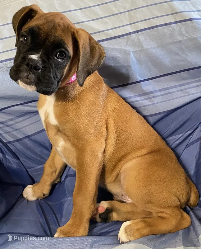 Pink-ACA 87.5% Euro – Boxer puppy for sale in Methuen, MA
