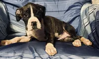 Blue-AKC 37.5% Euro, a male Boxer for sale in Methuen, MA – 3 of 4