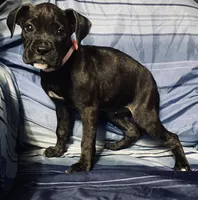 Pink-AKC 37.5% Euro, a female Boxer for sale in Methuen, MA – 3 of 6