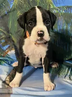 Orange-AKC 50% Euro, a female Boxer for sale in Methuen, MA – 6 of 7