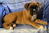 Pink-ACA 87.5% Euro, a female Boxer for sale in Methuen, MA – 4 of 5