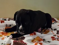 Green-AKC 50% Euro, a male Boxer for sale in Methuen, MA – 4 of 6