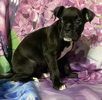 Green-AKC 50% Euro, a male Boxer for sale in Methuen, MA – 2 of 8