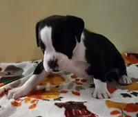 Yellow-AKC 50% Euro, a male Boxer for sale in Methuen, MA – 4 of 8