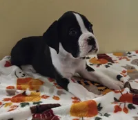 Tan-AKC 50% Euro, a male Boxer for sale in Methuen, MA – 1 of 7