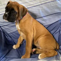 Pink-ACA 87.5% Euro, a female Boxer for sale in Methuen, MA – 5 of 5