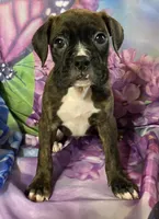 Tan-ACA 37.5% Euro, a male Boxer for sale in Methuen, MA – Photo 4 of 7