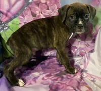 Tan-ACA 37.5% Euro, a male Boxer for sale in Methuen, MA – Photo 7 of 7