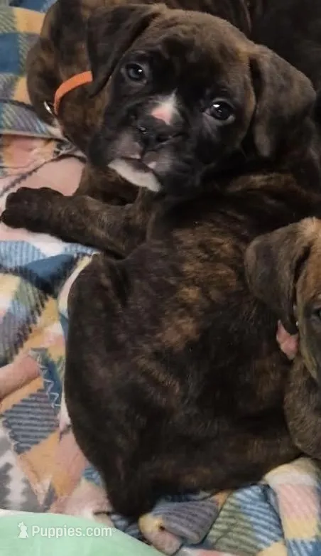 Tan-ACA 37.5% Euro – Boxer puppy for sale in Methuen, MA