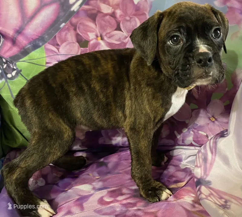 Tan-ACA 37.5% Euro, a male Boxer for sale in Methuen, MA – Photo 1 of 7