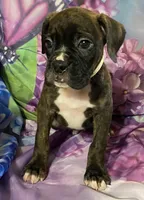 Tan-ACA 37.5% Euro, a male Boxer for sale in Methuen, MA – Photo 2 of 7