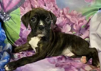Tan-ACA 37.5% Euro, a male Boxer for sale in Methuen, MA – Photo 6 of 7