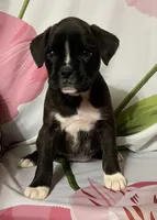 Dark Pink-Pending Lisa Portland ME, a female Boxer for sale in Methuen, MA – Photo 3 of 10