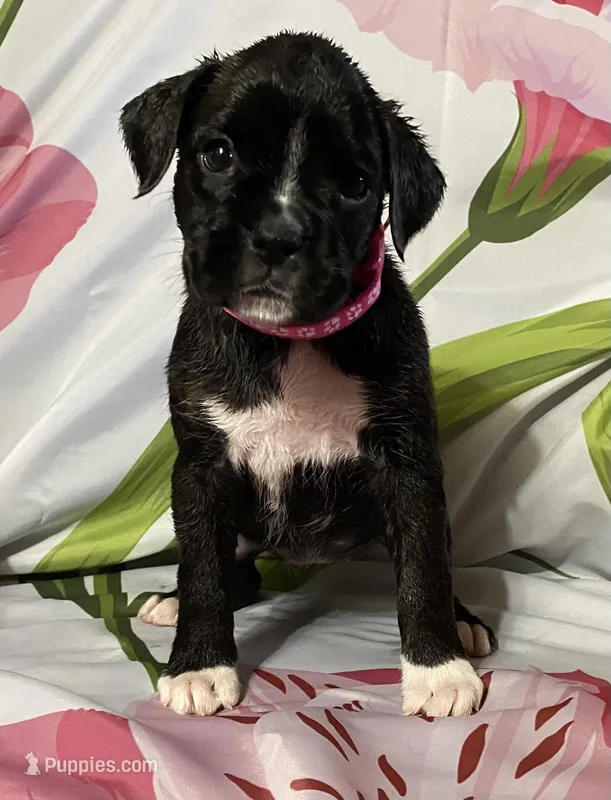 Dark Pink-ACA 50% Euro – Boxer puppy for sale in Methuen, MA