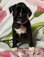 Dark Pink-ACA 50% Euro, a female Boxer for sale in Methuen, MA – Photo 1 of 7