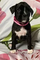 Dark Pink-ACA 50% Euro, a female Boxer for sale in Methuen, MA – Photo 5 of 7