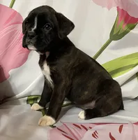 Dark Pink-Pending Lisa Portland ME, a female Boxer for sale in Methuen, MA – Photo 2 of 10