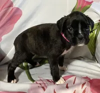 Dark Pink-ACA 50% Euro, a female Boxer for sale in Methuen, MA – Photo 6 of 7