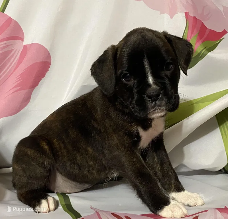 Dark Pink-Pending Lisa Portland ME – Boxer puppy on hold in Methuen, MA