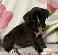 Dark Pink-Pending Lisa Portland ME, a female Boxer for sale in Methuen, MA – Photo 1 of 10